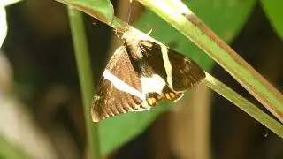 Banana stem borer (Telchin licus) female, French Guiana