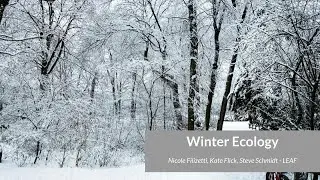 Winter Ecology and Forest Diversity