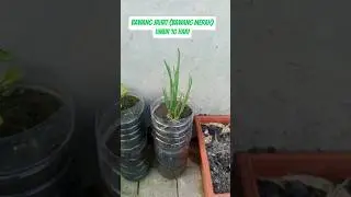 🧅 STOP BELI BAWANG MERAH! TANAM DI RUMAH AJA! 🔥 #bertani #berkebun #organicfarming #gardening