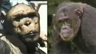 Famous Local Chimp Dies -- Cynthia Lee