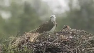 Hemma hos Fiskgjusen