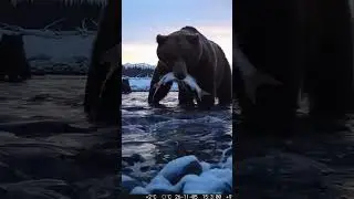 Grizzly Bear & Cubs Catch Trout on Trail Cam in Snowy River 😱❄️ | Epic Fishing Moment 2026