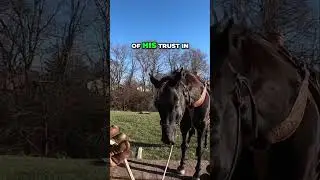 Horse Training: Building Trust for Life or Death