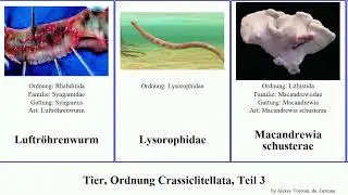 Tier, Ordnung Crassiclitellata, Teil 3 animal tuba aquila formosa rotunda capensis ruber auct