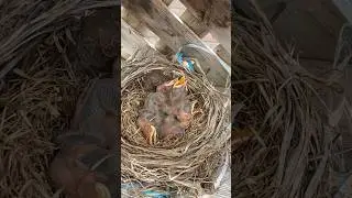 Robin&rsquo;s eggs#xuhuong2025 % Robin&rsquo;s eggs Hatching Baby Birds Growing # short video