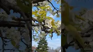 Beauty of spring in 🍁