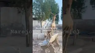 Markhor Goat at Narejo Farm #shorts  #trending  #viral