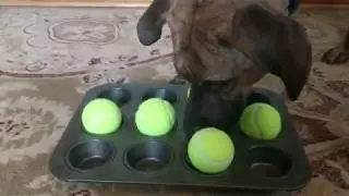 Easy Enrichment to do at Home!