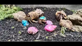Mengumpulkan kelomang warna-warni yang banyak