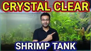 Crystal Clear Aquarium Water / Nano Shrimp Tank Setup #trending #viral #live