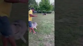 Don't come in my way #shorts #shortsfeed #huskies #funnymoments #playtime #dogparkfun #puppy #cute