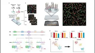 Summer Virtual Training in Bioinformatics and Data Science