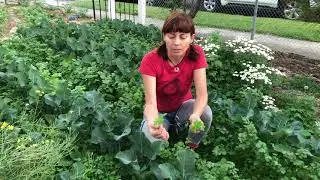 Karen Sutherland chickweed and edible weeds
