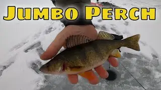 Ice Fishing JUMBO PERCH - BC Canada