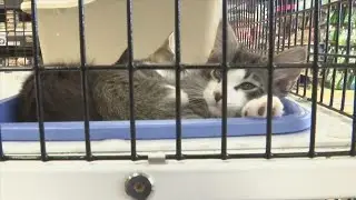 Pet Hurricane Plans