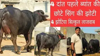 4 दांत पहले ब्यांत की छोटे से सिंग की झोटी बिक्री के लिए 4 झोटिया गांव शेरू खेड़ी 