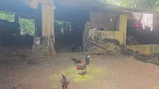 | गावची सकाळ | घराबाहेरचा परिसर |