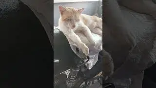 My cute Ginger cat  😺