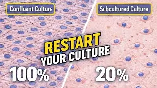How To Subculture Primary Cells | Passaging Of Primary Cells | The Art Of Passaging In Stem Cells |