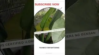 Matthew 12:15 #fatbelly #philodendron #garden #top rare#viralshorts #trendingshorts