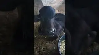 Buffalo Masti dancing New video song#buffalo