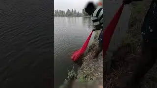 Big Prawn Catching in Pond Water #fishing #fishingvideo #fishingtime