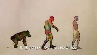 The Tale of the Lost Tail: Why Humans Don't Have Tails?