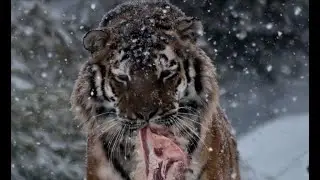 Siberian tiger drives away wolves