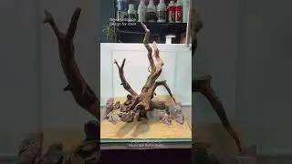 Driftwood Hardscape design for one of our client. #aquascaping #natureaquarium