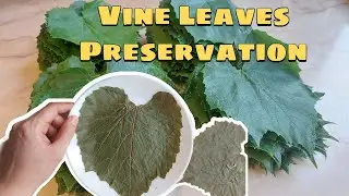 The Best Way How to Pick and Preserve Grapevine Leaves...