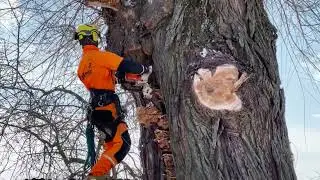 #пилимвалим Когда все по метр 80 или как мы удалили остолоп ивы, в селе Рахманово.