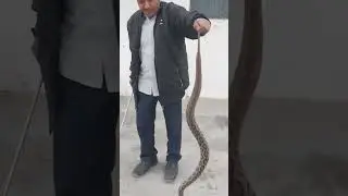 zaharela snake rescue