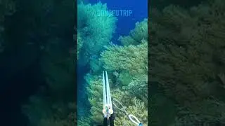 #apnea #dive #diving #freedive #freediver #spearo #spearolife #spearfishinh #speargun #coralfish