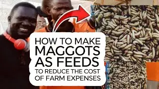 How to make maggots to reduce feeding costs in your Poultry farm