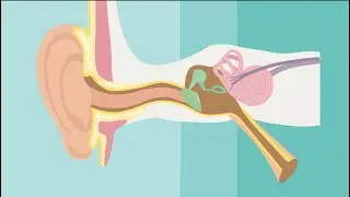How Hearing Works