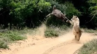 Masterful lioness catches prey mid-air  | andBeyond Phinda | WILDwatch