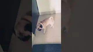 my pug cute lucy🥰🤩 #song #music shorts  vi