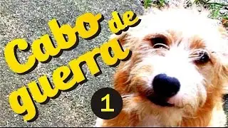 Adestramento - Petiscos, cabo de guerra e solta - 1ª Parte