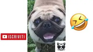 Gatti divertenti e carini - Funny and Cute Cats