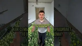 Реально ли вырастить 10 000 тюльпанов дома?