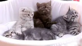 Top 10 Tips for New Cat Owners