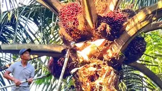 Panen sawit di Malaysia buahnya selalu banyak tidak ada istilah Trek sungguh Luarbiasa 