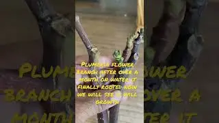 Plumeria flower branch after over a month on water it finally rooted now we will see if will growth