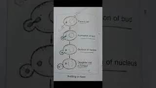budding in yeast#jeetjayengehum