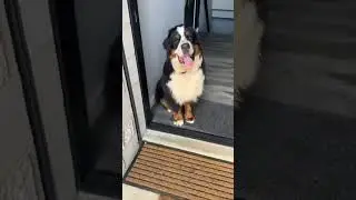 🌟 The Ultimate Outdoor Dog Safety Tool #dogcontainment #offleashtraining #doglife