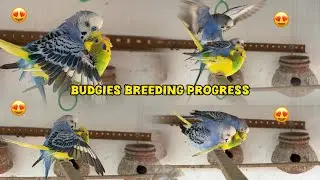 Budgies Breeding Progress 2025 💙💛#birds#lovebirds #parrot#budgies #birdsounds#shorts #birdbreeding