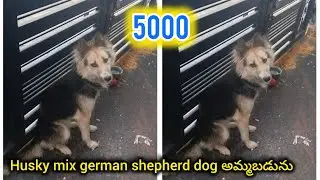 Husky mix german shepherd dog for sale in telugu +91 63029 30719 BGS pets 