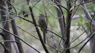 Juvenile Fan-tailed Cuckoo being fed by Tasmanian Scrubwren