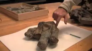 More about Glacialisaurus Fossils -- Antarctica Video Report #3