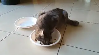 Eddie’s snack time 😺🐾